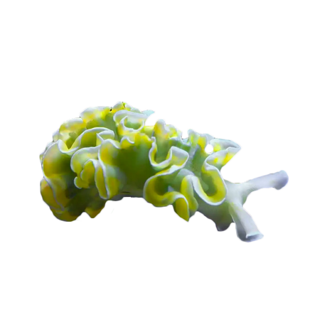 Lettuce Nudibranch - Top Shelf Aquatics