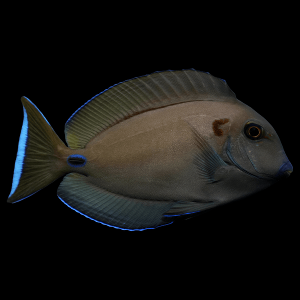 Lieutenant Tang saltwater fish care guide