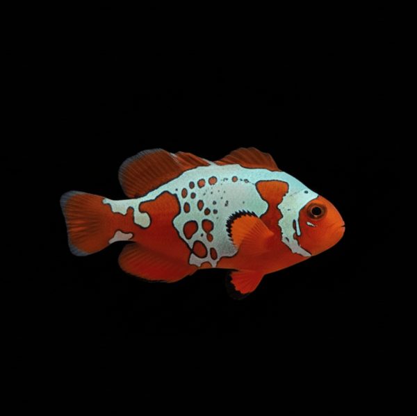 Lightning Maroon Clownfish saltwater fish care guide