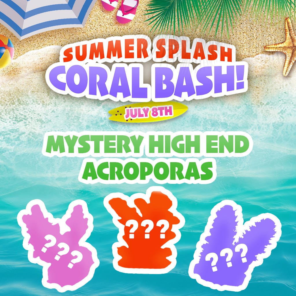 Mystery High End Acropora Coral Top Shelf Aquatics