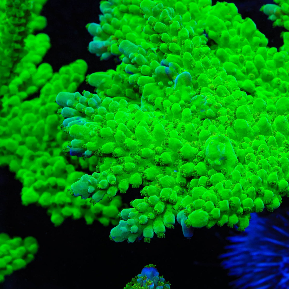 Frogskin Acropora