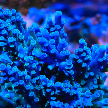 OG Oregon Tort Acropora Coral - Top Shelf Aquatics