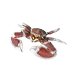 Porcelain Anemone Crab - Top Shelf Aquatics