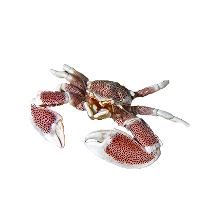 Porcelain Anemone Crab - Top Shelf Aquatics