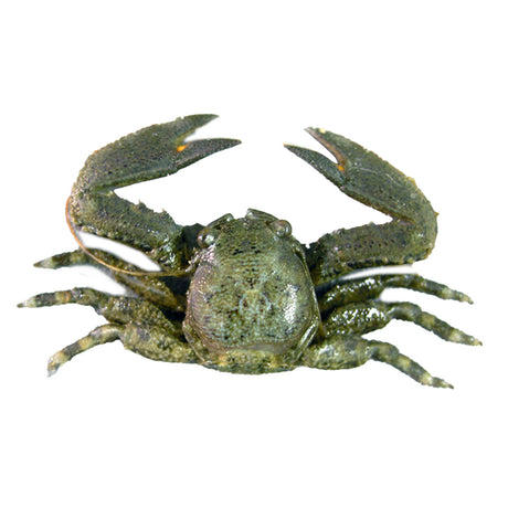 Porcelain Crab - Top Shelf Aquatics
