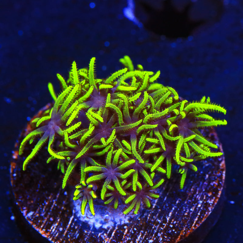 Green Star Polyps Coral - Top Shelf Aquatics