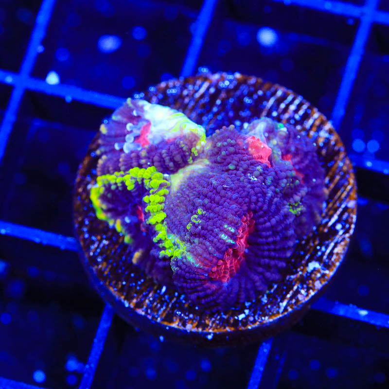 TSA Black Mamba Favia Coral Top Shelf Aquatics