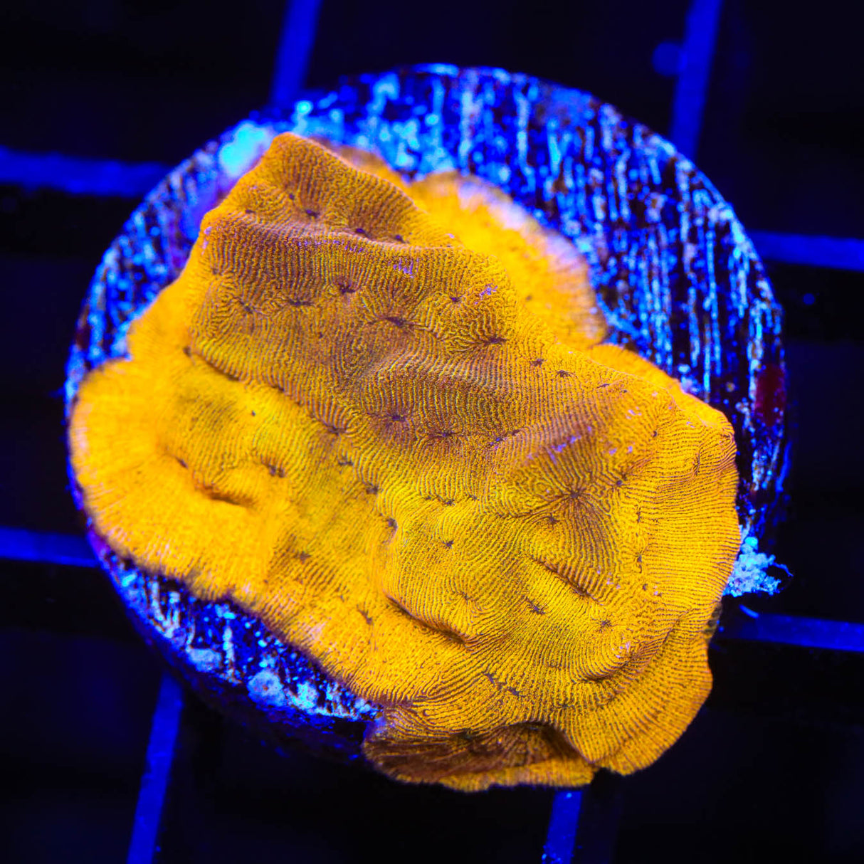 24k Gold Leptoseris Coral - Top Shelf Aquatics