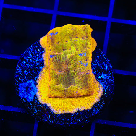 24k Gold Leptoseris Coral