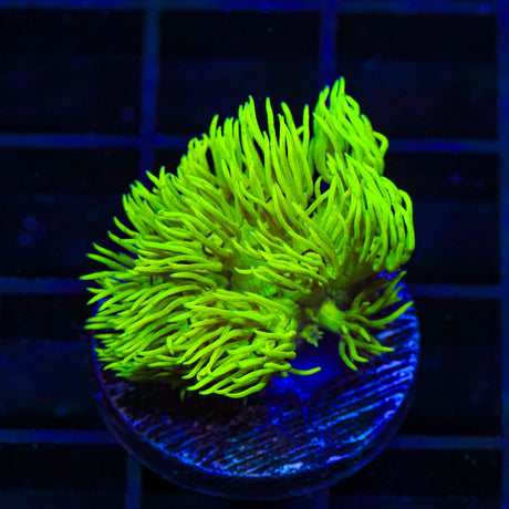 TSA Highlighter Goniopora Coral