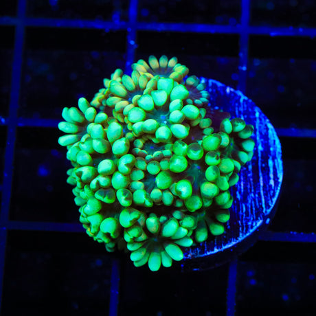 White Tip Alveopora Coral