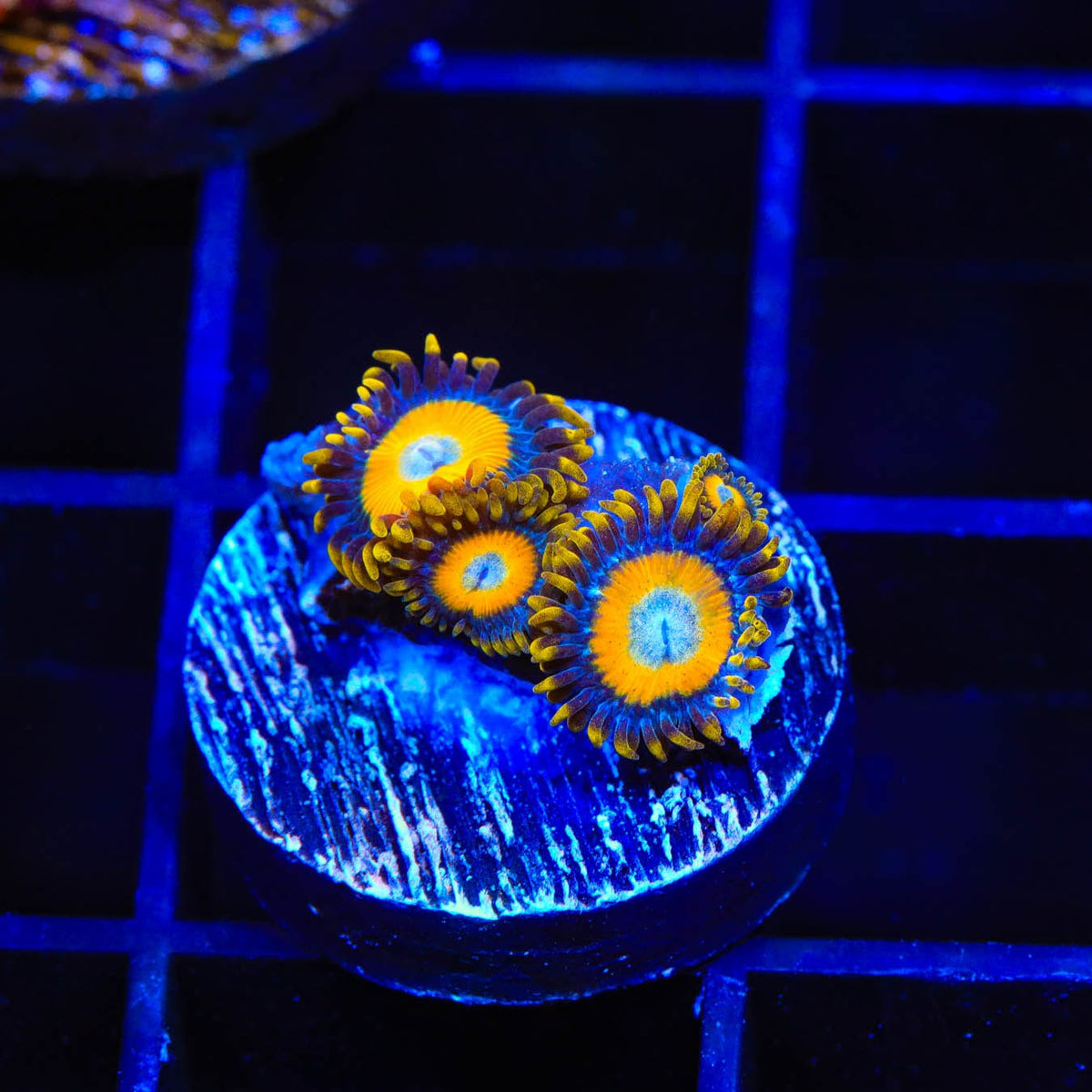 Scrambled Eggs Zoanthids Coral Top Shelf Aquatics