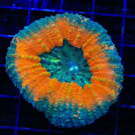 Sunset Lobophyllia Coral