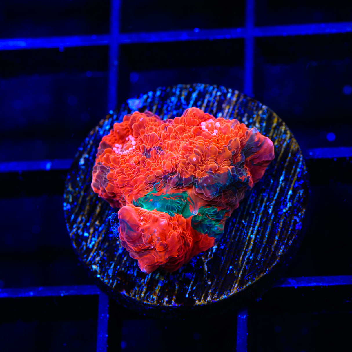 TSA Space Warp Chalice Coral