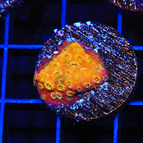 24k Gold Cyphastrea Coral - Top Shelf Aquatics