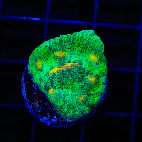 TSA Sparkle Invader Chalice Coral