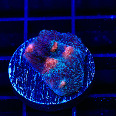 TSA Space Out Chalice Coral