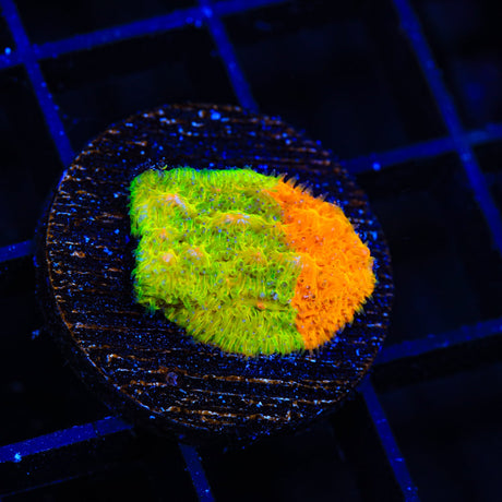 TSA Citrus Blast Grafted Lithophyllon Coral