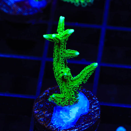 TSA Jade Dragon Birdsnest Coral - Top Shelf Aquatics