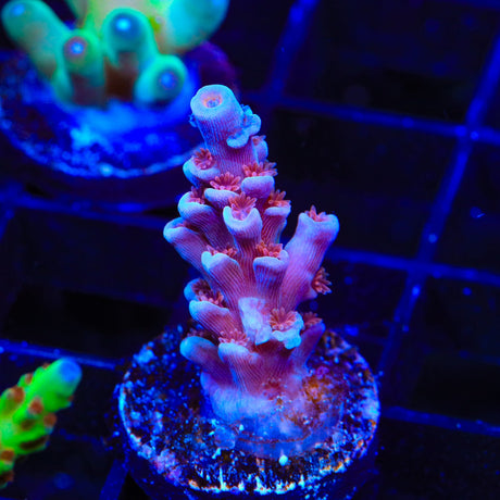 TSA Heisenberg Acropora Coral