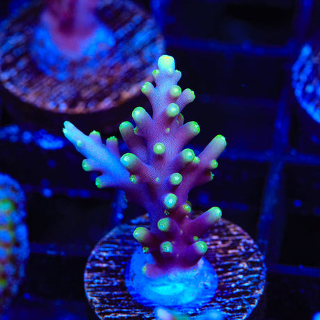 Pacman Acropora Coral
