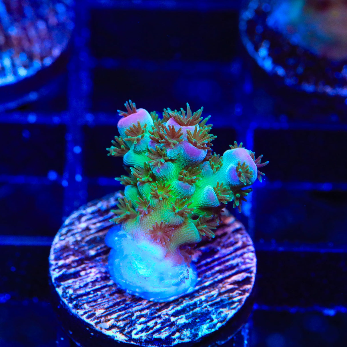 TSA Blueberry Sarmentosa Acropora Coral