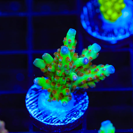 RRC Wonderland Acropora Coral