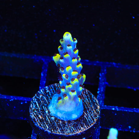 TSA Starlight Acropora Coral