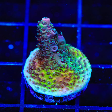 Green Slimer Acropora Coral