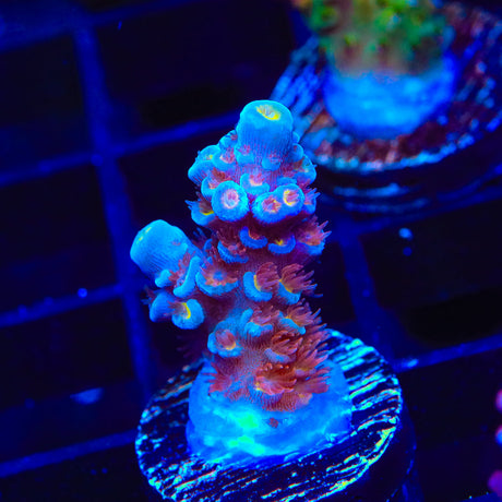 TSA Bubbleyum Acropora Coral