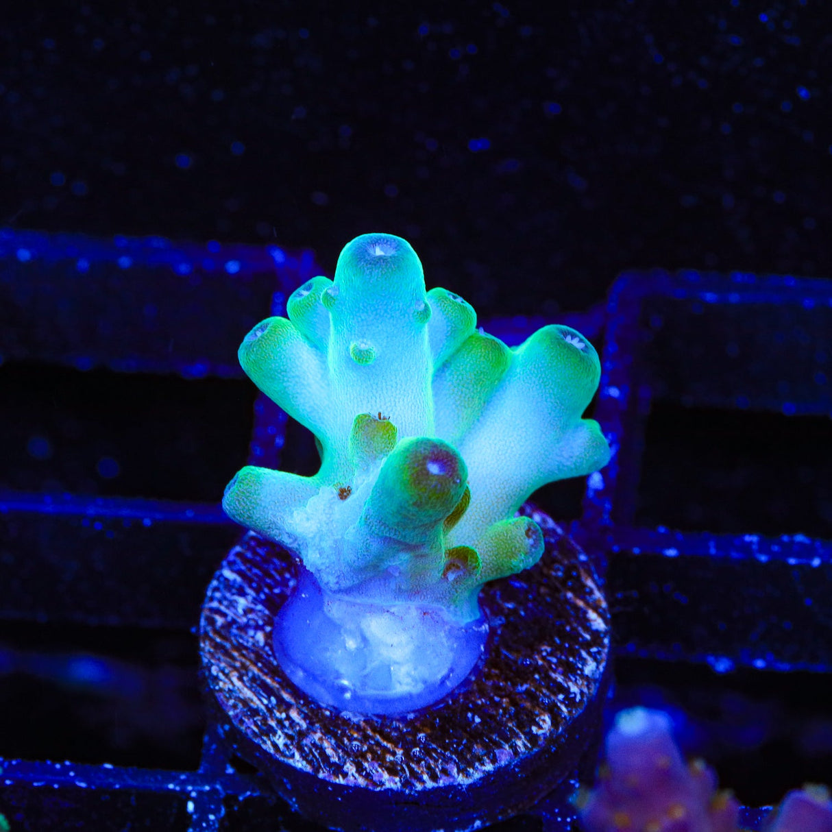 TSA Holy Diver Acropora Coral