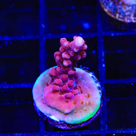 TSA Hell Raiser Acropora Coral