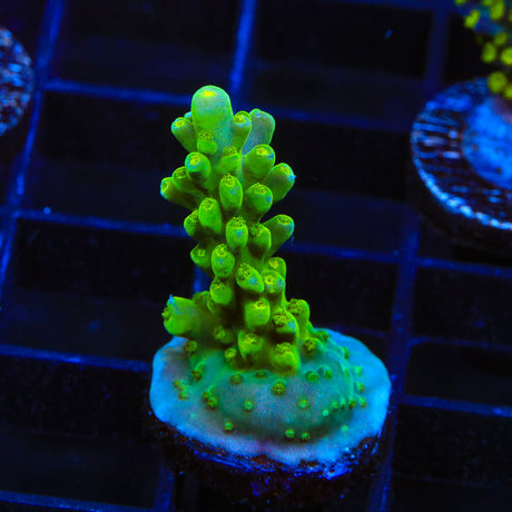 TSA Green Hornet Acropora Coral