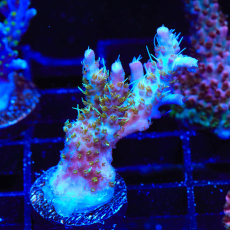 TSA The Fuzz Acropora Coral