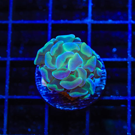 TSA Hologram Hammer Coral