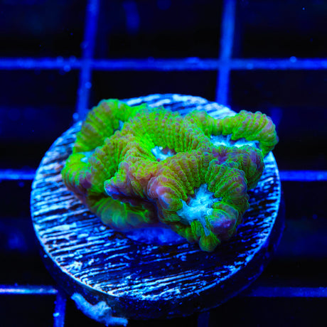 TSA Sour Crystal Favia Coral