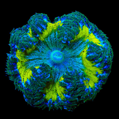 Splatter Rock Flower Anemone