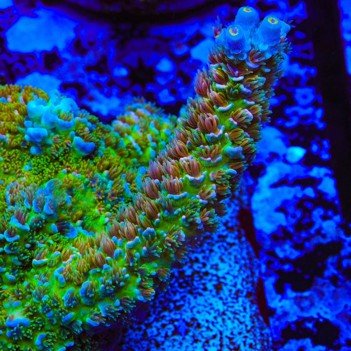 Rr Garden Of Eden Acropora Coral – Top Shelf Aquatics