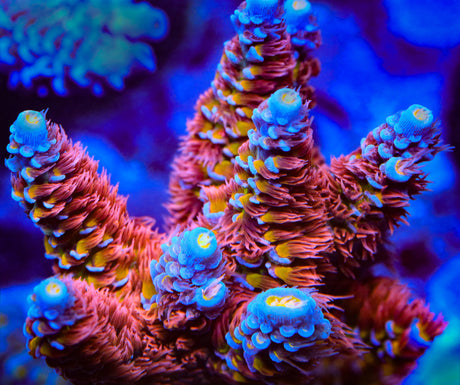 TSA Rocky Balboa Acropora Coral - Top Shelf Aquatics