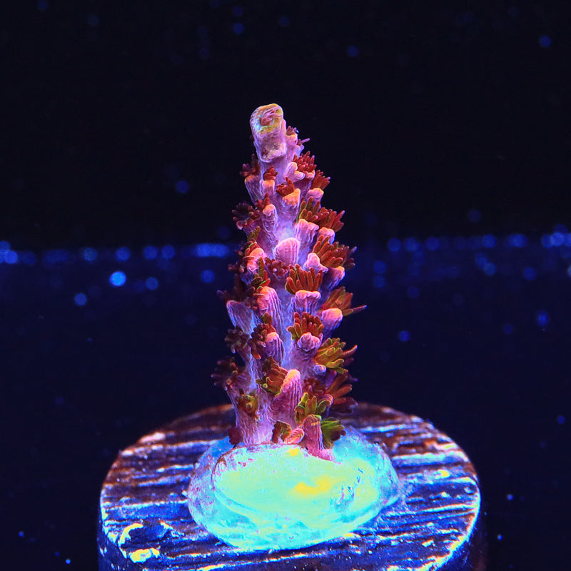 TSA Fruity Pebbles Acropora Coral - Top Shelf Aquatics