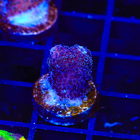 Purple Stylophora Coral
