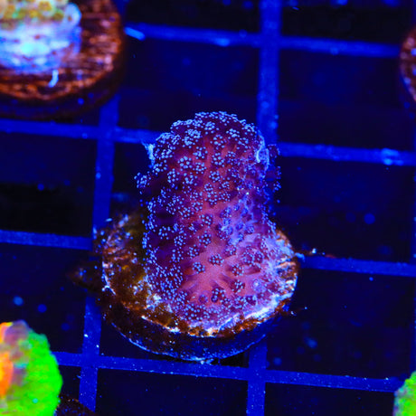Purple Stylophora Coral