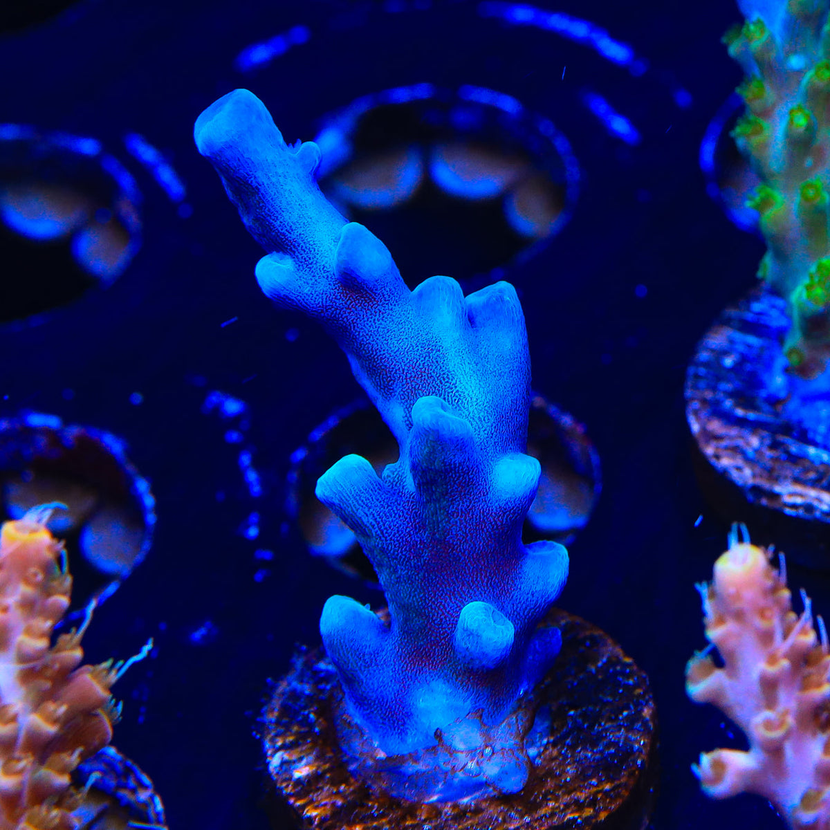 Manta Coral Full Color Azul - Zahr