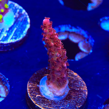 PC Rainbow Acropora Coral