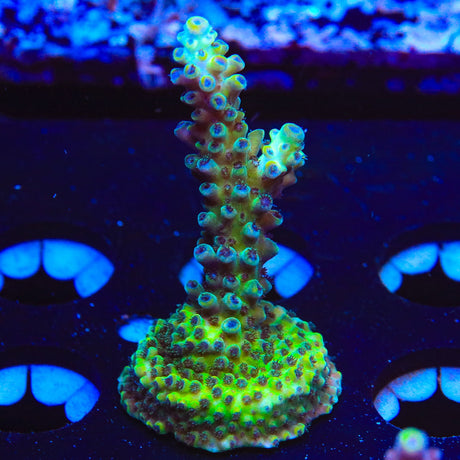 Greg Hiller's Aqua Delight Acropora Coral