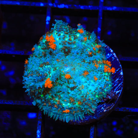 TSA Pumpkinhead Persian Rug Mushroom Coral