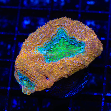 Rainbow Bowerbanki Coral