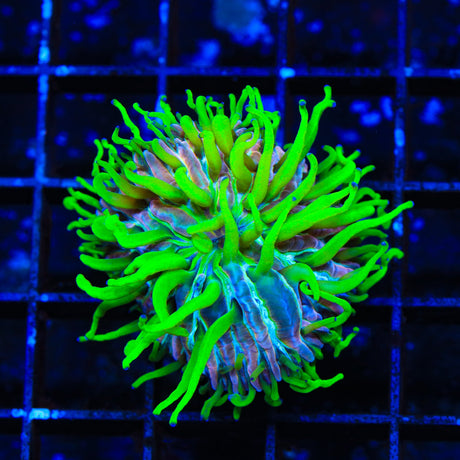 TSA Popsicle Plate Coral
