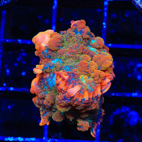 Bounce Maui Wowie Rhodactis Mushroom Coral