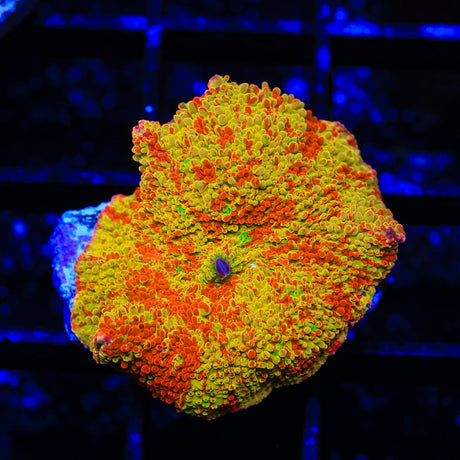 Jawbreaker with Green Rhodactis Mushroom Coral